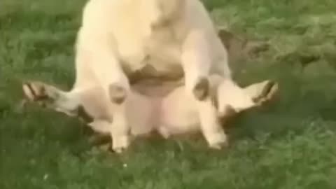 Share with funny people #funnyanimals