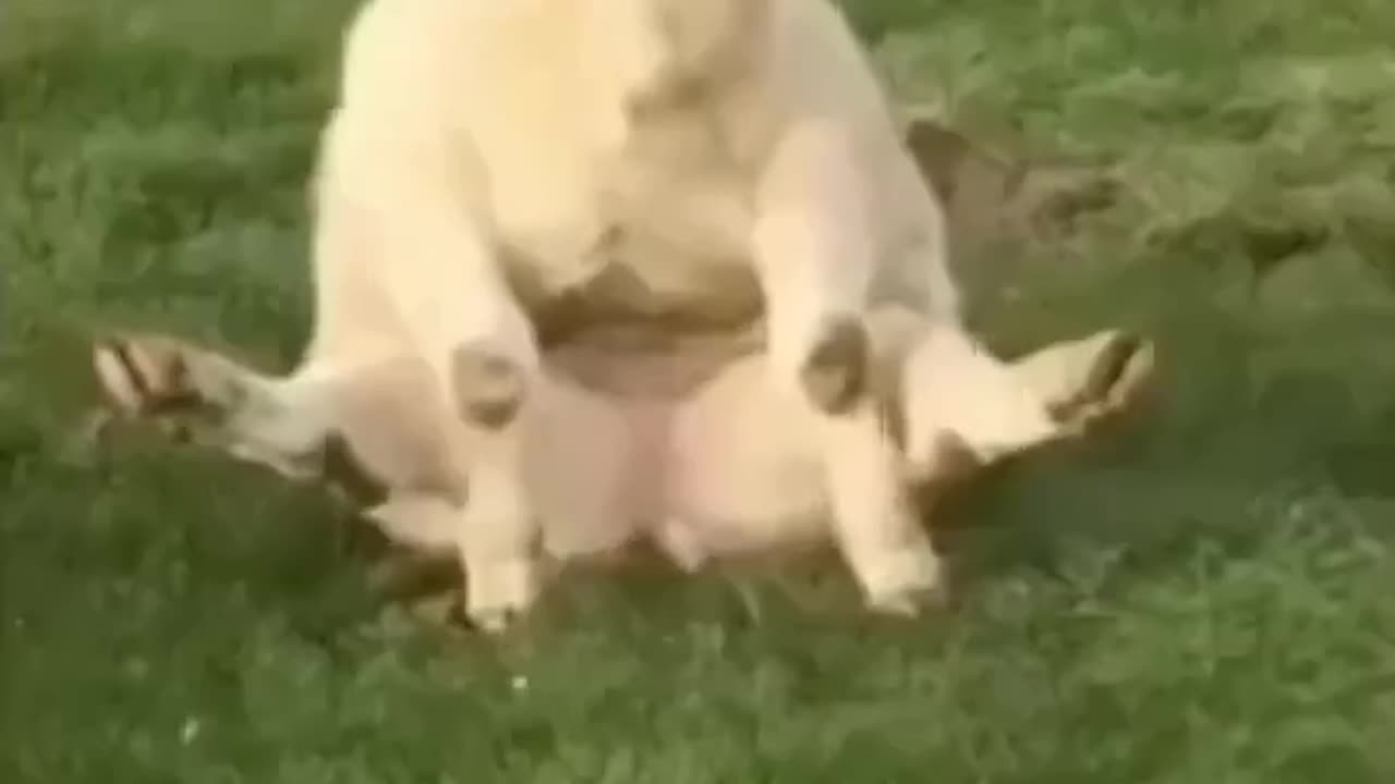 Share with funny people #funnyanimals