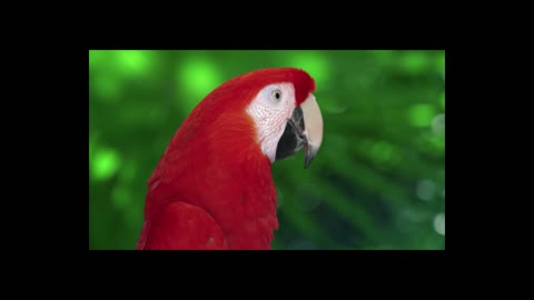 Macaw