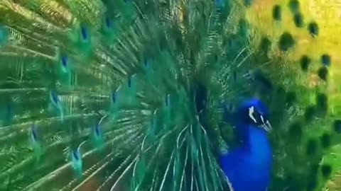 Beautiful birds