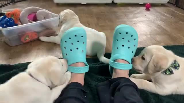 Puppies' "needle teeth!" Can you teach a puppy that biting HURTS?