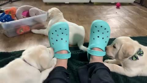 Puppies' "needle teeth!" Can you teach a puppy that biting HURTS?