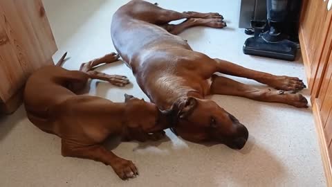 Extremely patient dog lets puppy chew on his ear