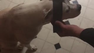 Laser Pointer Duct Taped to Dog's Head