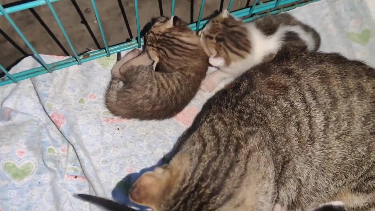 Don't play with my babies. Mom cat does not like someone playing with her babies (1)