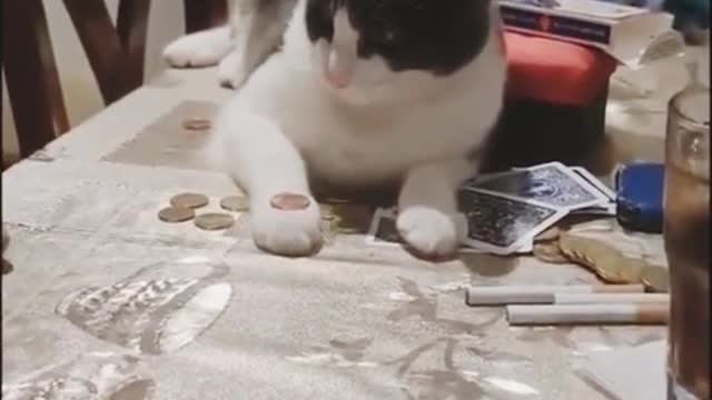 Funny and Cute Cat Videos