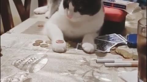 Funny and Cute Cat Videos