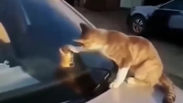 Funny Kitten!