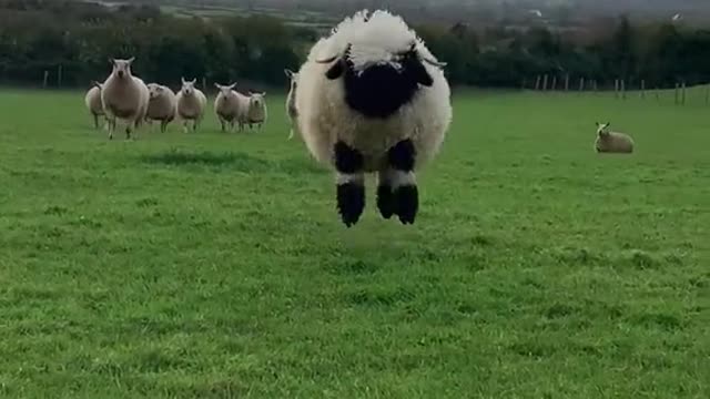 BoPeep the sheep wants to wish you a happy stpatricksday from his home in Limerick, Ireland 💚☘️🇮🇪