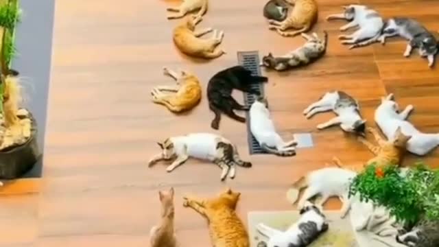 Count if you canšcat lovers follow for more videos . . .
