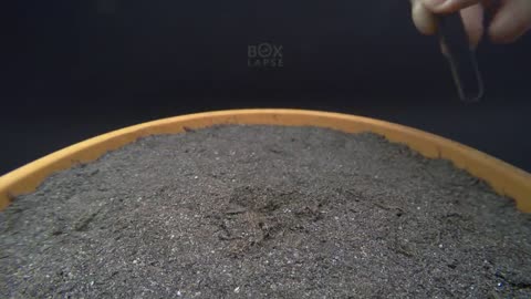 Growing RED LENTILS Time Lapse - Seed to Lentil in 63 Days