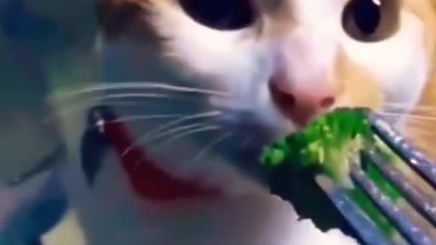 Funny animal moments