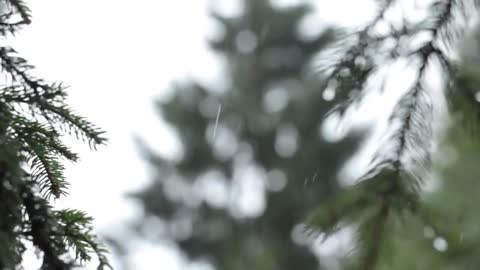 Rain in the Forrest Ambient Noise White Noise Sleep Meditate Copulate Relax Yoga 1 HOUR
