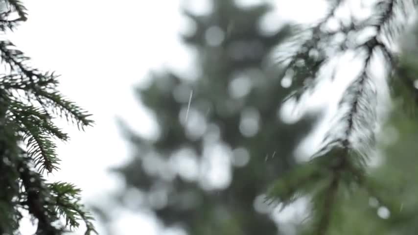 Rain in the Forrest Ambient Noise White Noise Sleep Meditate Copulate Relax Yoga 1 HOUR