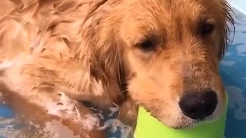 Funny Golden Retrievers