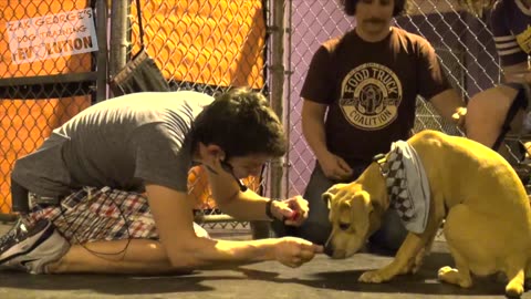 Dog Training 101: How to Train ANY DOG the Basics