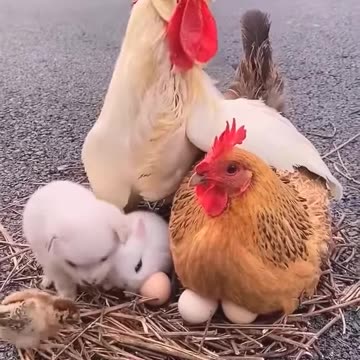 Cute animals😍😍