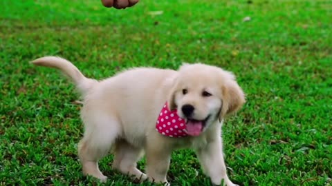 Lovely Puppy Play For Food