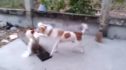 Cock and dog fight video