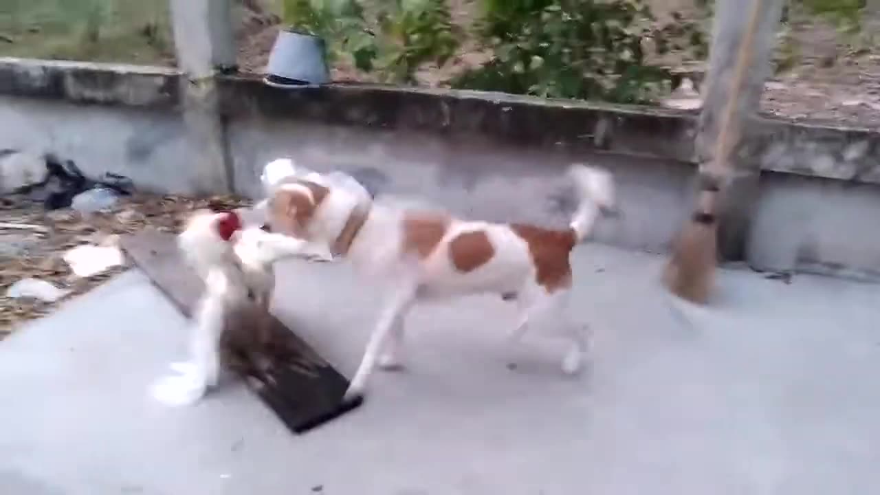 Cock and dog fight video