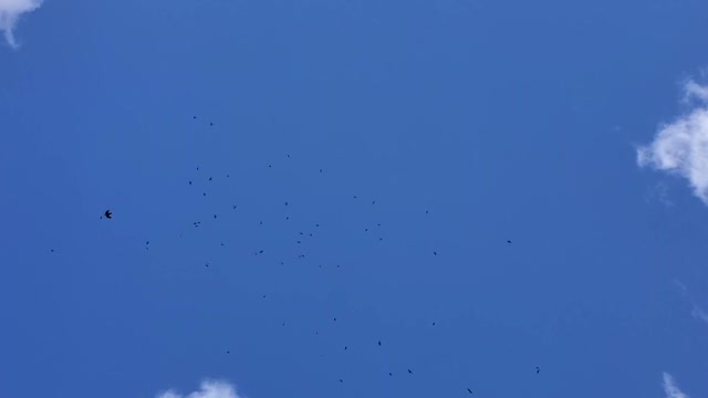 Conspiracy of RAVENS