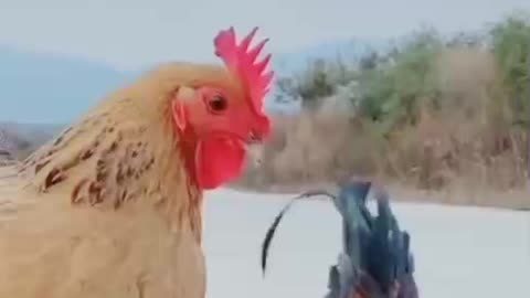 Angry hen#funny animal #shorts