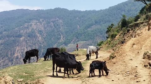 Village life in Nepal.