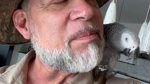African Gray