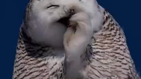 The snowy owl that loves to laugh