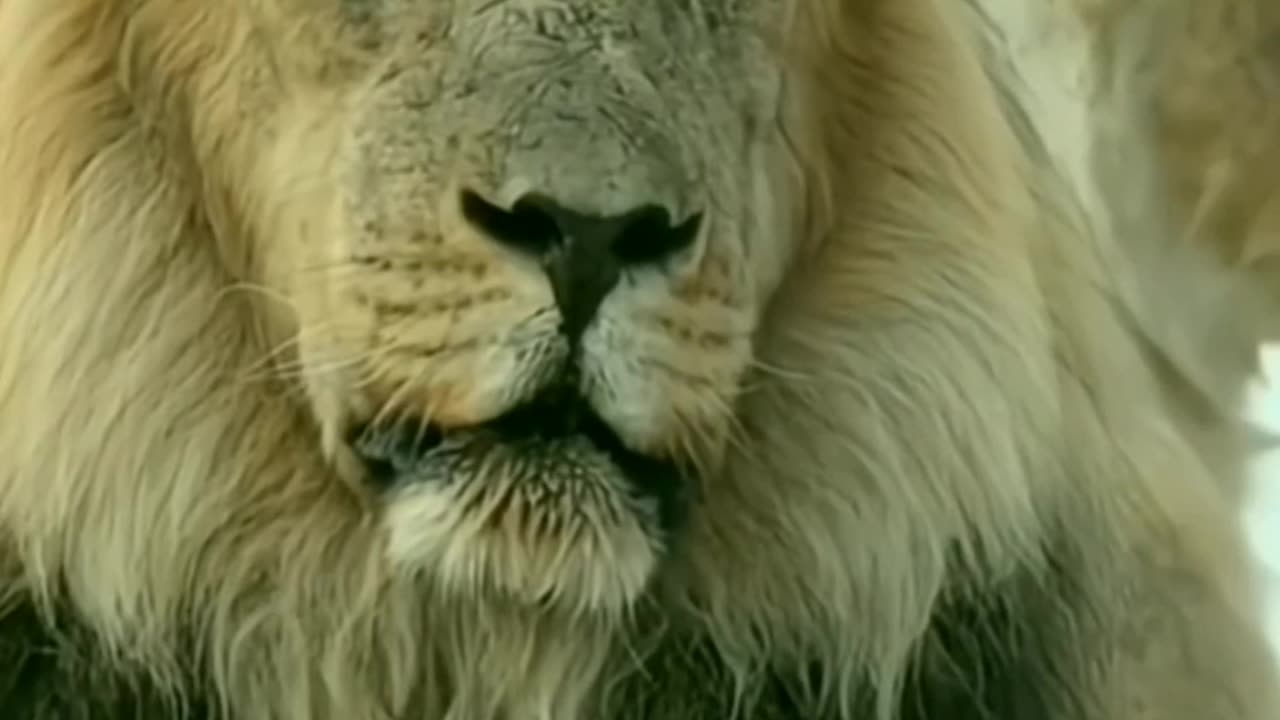 Tiger and you know that I am not going
