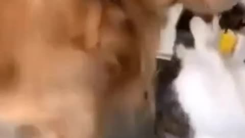 Funny video
