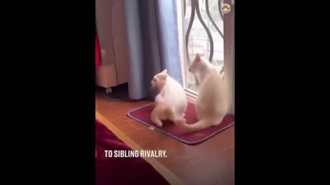 New Funny Animals 😂|| Funniest Cats and Dogs Videos
