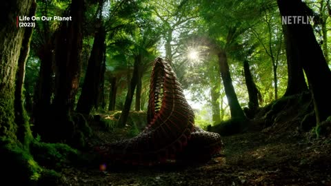 6 Mind Blowing New Nature Documentaries Only on Netflix