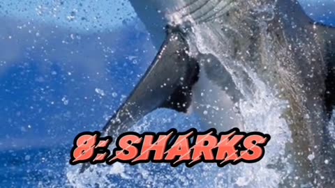 10 amazing animals in the world