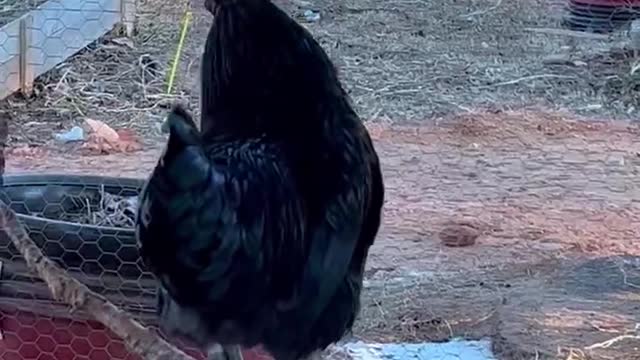 Black rooster learning to cock-a-doodle!