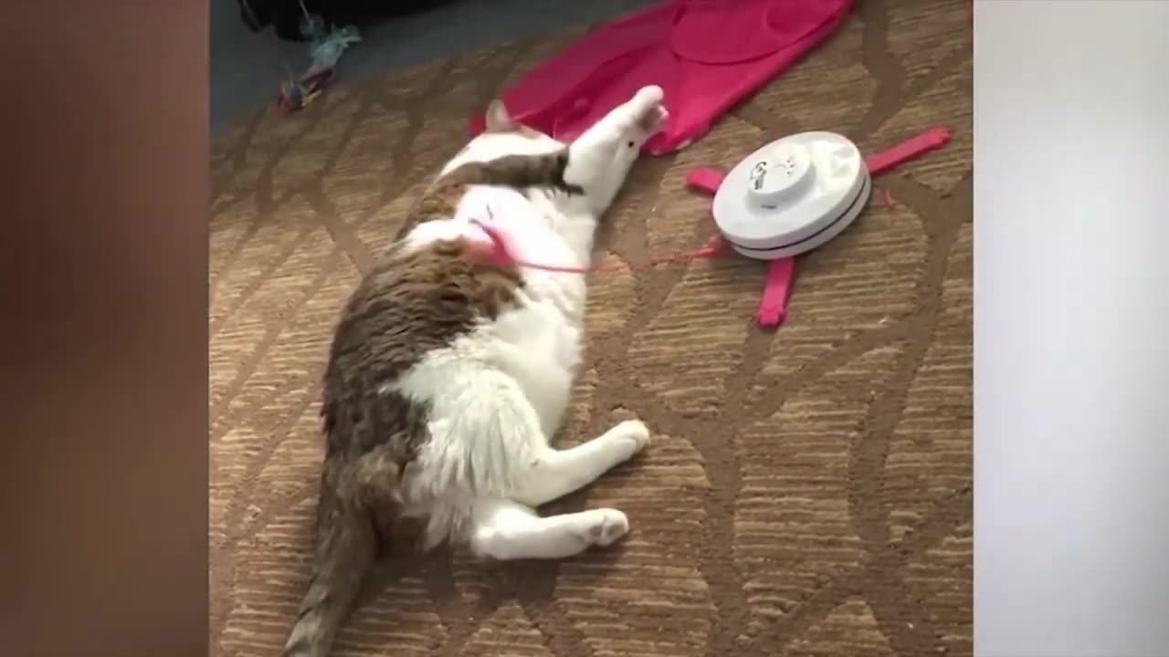 New Funny Cats and Dogs Videos | Funniest Animal Videos 2023 | FUNNY CAT VIDEO | FUNNY DOG VIDEO #54