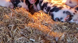 Idaho pasture pigs