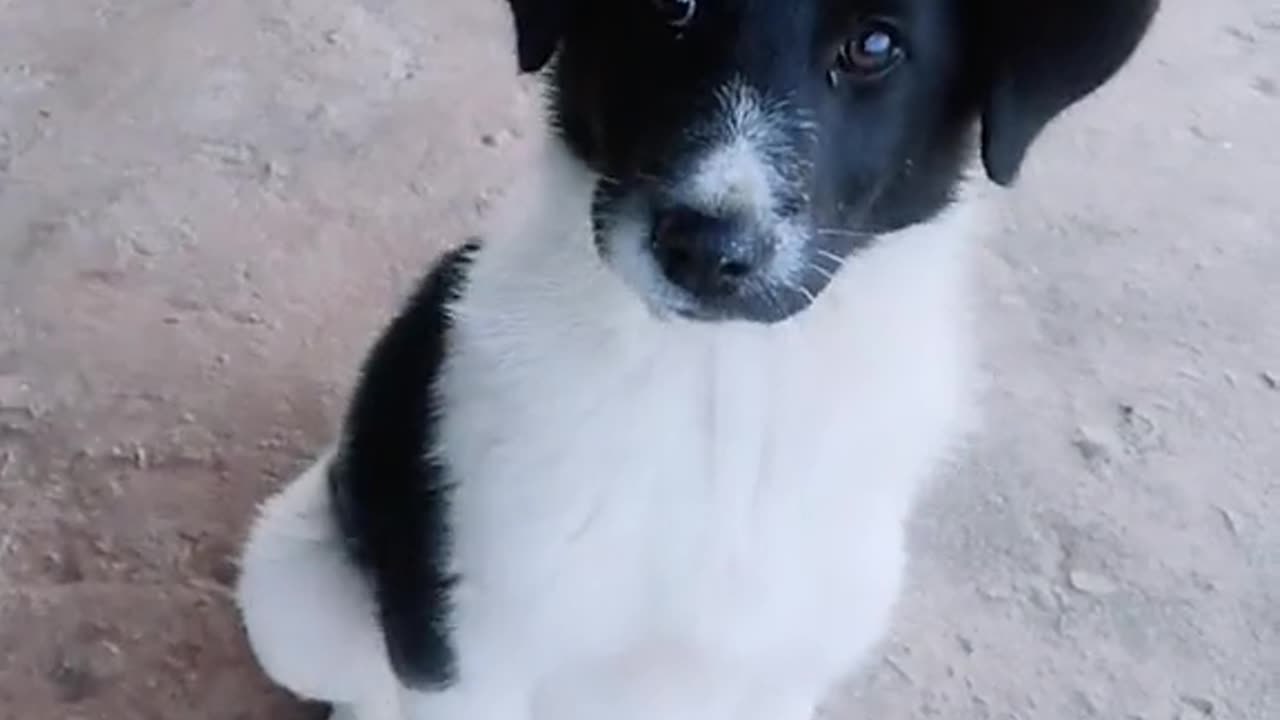 Dog barking Sweet sound ebin our village