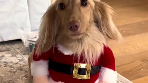 "Santa Paws Dash: Hilarious Canine Christmas Countdown"