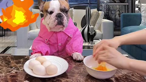 cute angry dog