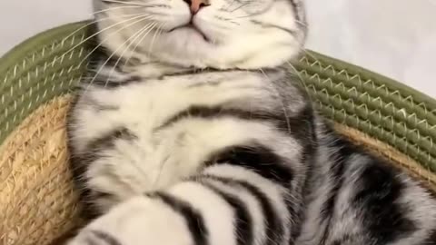 Cat's reaction to disturbance 😼😽😺