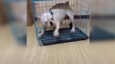 Funniest and Cute animals - Best Of The 2020