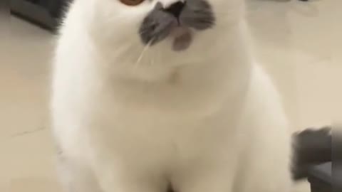 cat #fyp #fyp #foryou #pet #cute #cutebaby