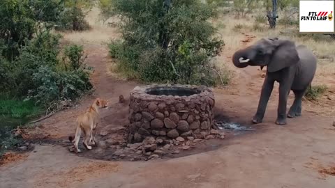 Elephant Sprays Water at Lion | Porcupine Parents Protect Babies From Leopard