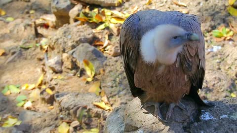thoughtful vulture on a rock