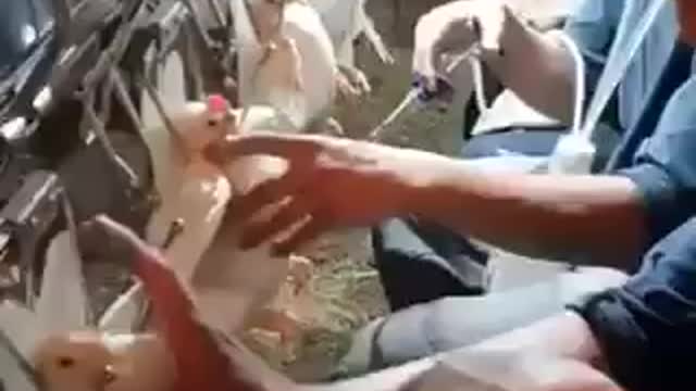 Also chickens get vactinated