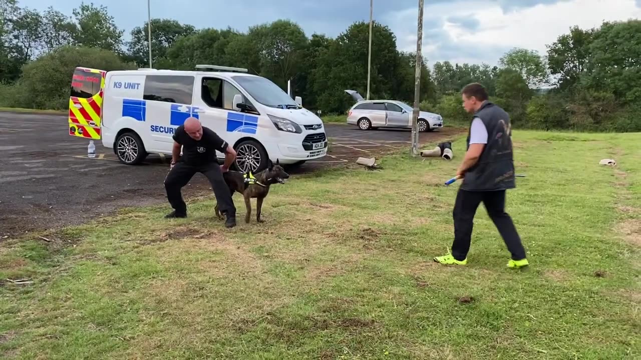 Grom 🐾 7 months starting his Personal Protection Dog course 🔫🔫