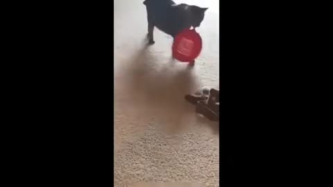 animals_cute 6