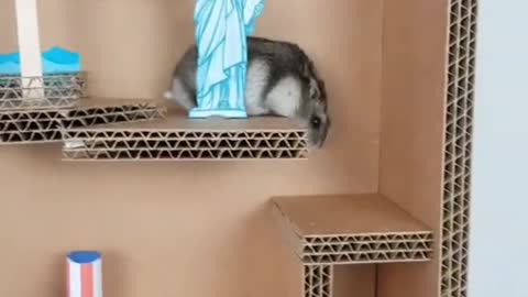 What's your most viral video In 2021 hamster ？
