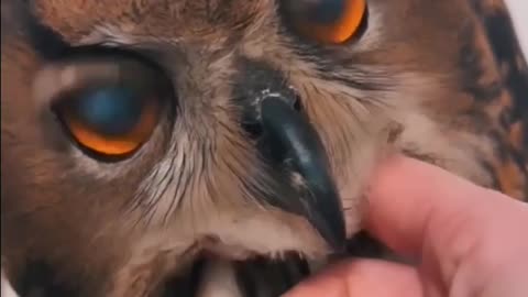 Owl 🦉🦉